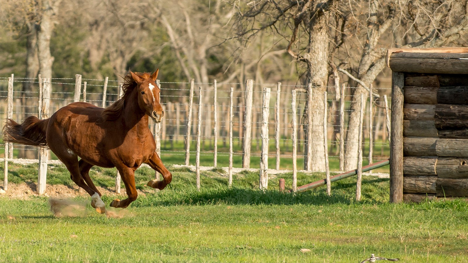A horse running free